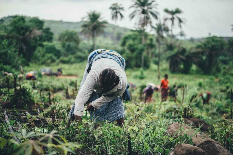 Cayambe---conseil-expertise---agriculture-and-food